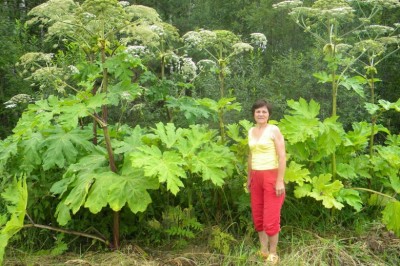 Mỹ cảnh báo thực vật ngoại lai cực độc, có thể gây mù vĩnh viễn