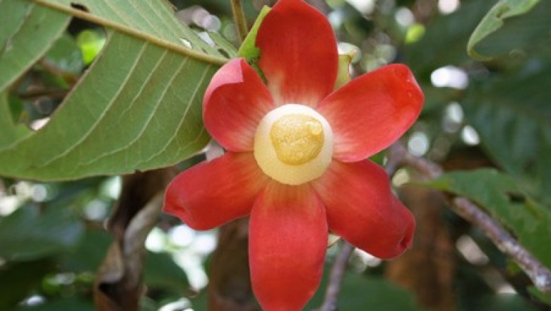 Cây dược liệu cây Chuối con chông, Bù đẻ hoa to - Uvaria purpurea Blume (U. grandiflora Roxb)