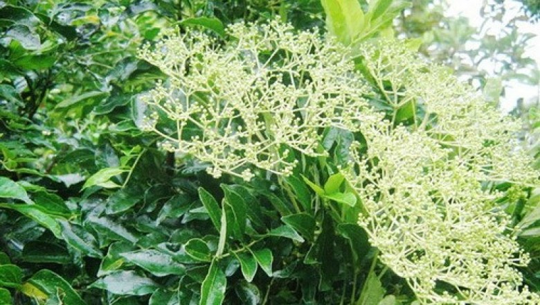Cây Muồng truổng, Ưng bất bạc,  trị đau nhức xương khớp, viêm gan: theo GS.TS. PHẠM XUÂN SINH 