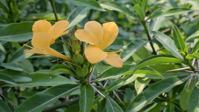 Cây dược liệu cây Gai kim, Chông - Barleria prionitis L