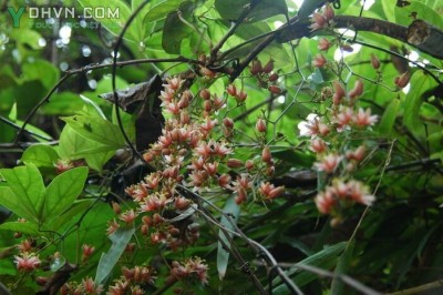 Cây dược liệu cây Dây chẽ ba, Dây xanh - Illigera rhodantha Hance