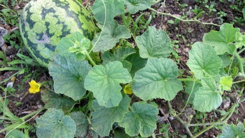 Cây dược liệu cây Dưa hấu - Citrullus lanatus (Thunb.) Matsum. et Nakai (C. vulgaris Schrad.)