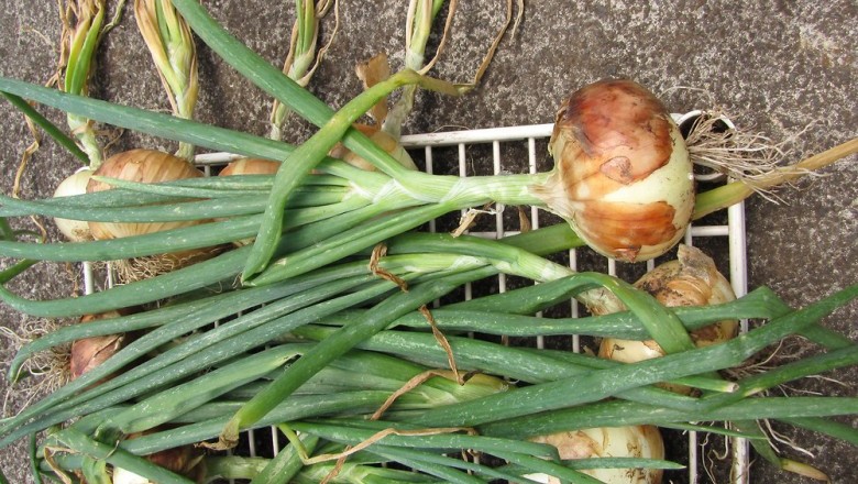 Cây dược liệu cây Hành tây - Allium cepa L