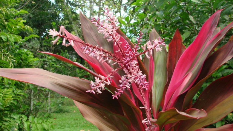 Cây dược liệu cây Huyết dụng, Phát dụ, Long huyết - Cordyline fruticosa (L.) A. Cheval