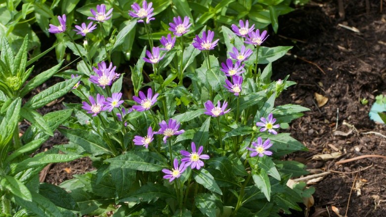 Cây dược liệu cây Hài nhi cúc - Kalimeris indica (L.) Bip (Boltonia indica (L) Benth.)