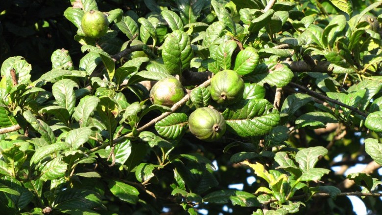 Cây dược liệu cây Găng tu hú, Găng trâu, Găng gai - Catunaregam spinosa (Thunb.) Tirving. (Randia spinosa (Thunb.) Poir. R. dumetorum Lam.)