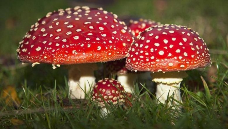 Cây dược liệu cây Nấm đỏ, Nấm mặt trời, Nấm diệt ruồi - Amanita muscaria (L.) Quél