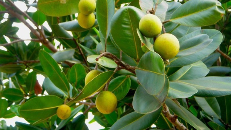 Cây dược liệu cây Mù u, Cồng hay Hồ đồng - Calophyllum inophyllum L