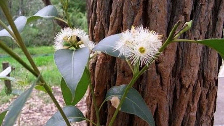 Cây dược liệu cây Bạch đàn đỏ - Eucalyptus robusta Smith