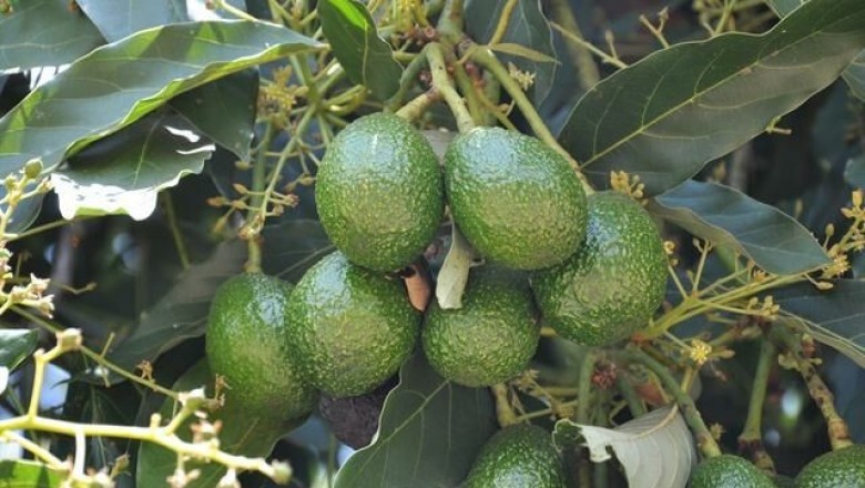 Cây dược liệu cây Bơ - Persea americana Miller (P. gratissima Gaertn)