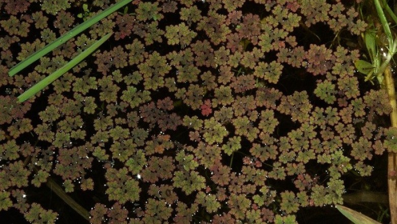 Cây dược liệu cây Bèo hoa dâu - Azolla imbricala (Roxb) Nakai