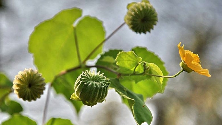 Cây dược liệu cây Cối xay, Giằng xay - Abutilon indicum (L.) Sweet