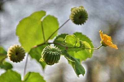 Cây dược liệu cây Cối xay, Giằng xay - Abutilon indicum (L.) Sweet