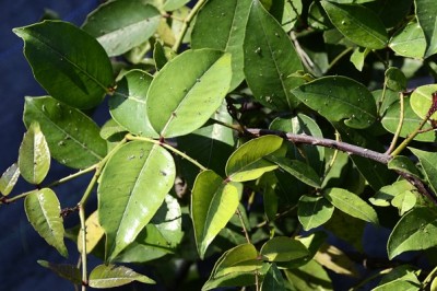 Cây dược liệu cây Xuyên tiêu. Sưng, Trưng, Hoàng lực - Zanthoxylum nitidum (Roxb.) DC