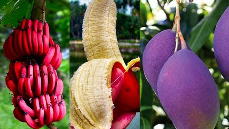 Thực phẩm biến đổi gen tốt hay không tốt?