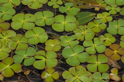 Cây dược liệu cây Rau bợ, Rau bợ nước, Cỏ chữ điền - Marsilea quadrifolia L