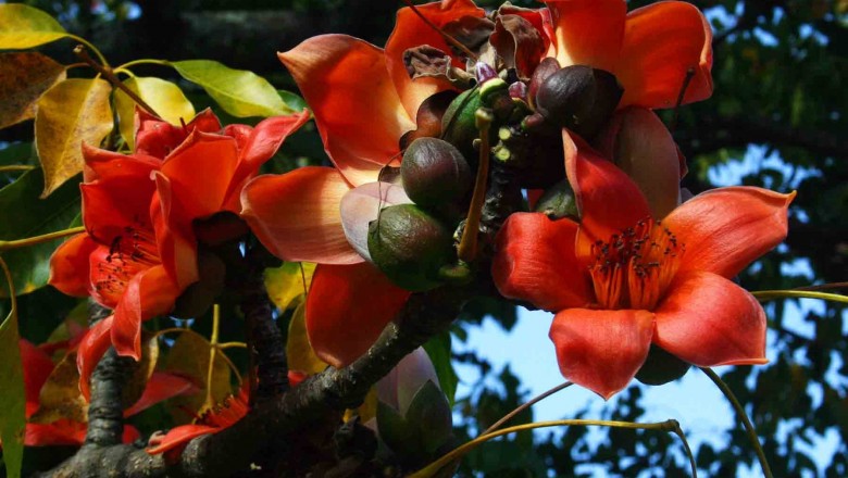 Cây dược liệu cây Gạo, Bombax ceiba L. (B. malabaricum DC.)