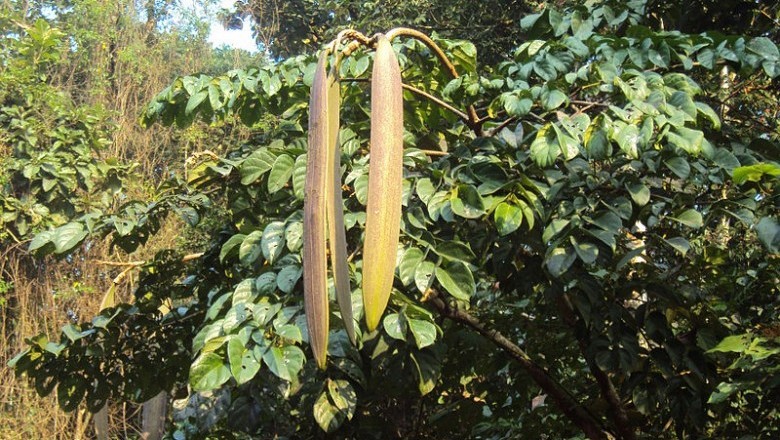 Cây dược liệu cây Núc nác, Nam hoàng bá - Oroxylum indicum (L.) Kurz