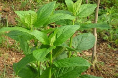 Cây dược liệu cây Huyền sâm, Nguyên sâm, Hắc sâm, Ô nguyên sâm - Scrophularia ningpoensis Hemsl