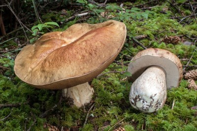 Cây dược liệu cây Nấm thông, Nấm gan bò - Boletus edulis Bull. ex Fr