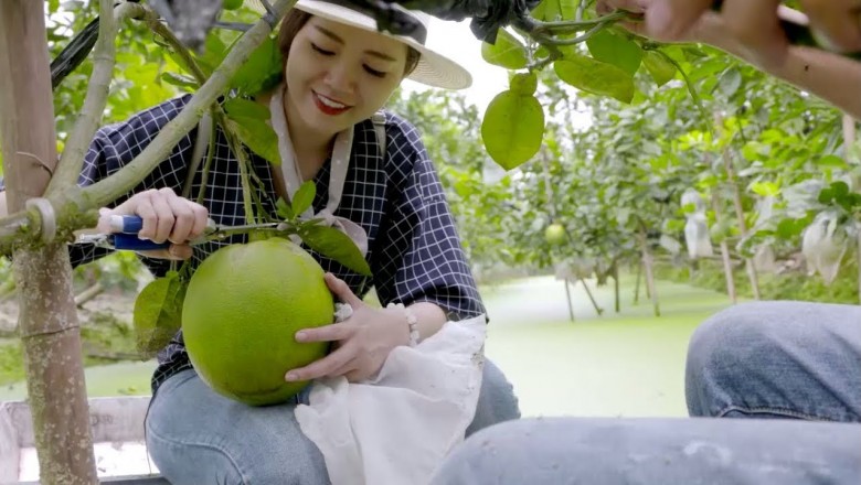 Bưởi Khoái Châu, sản phẩm nông nghiệp sạch của tỉnh Hưng Yên