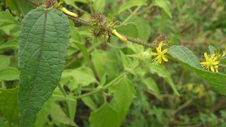 Cây dược liệu cây Ké lông, Đay ké nhọn, Gai dầu lông - Triumfetta pseudocana Sprague ex Craib (T. tomentosa Boj.)