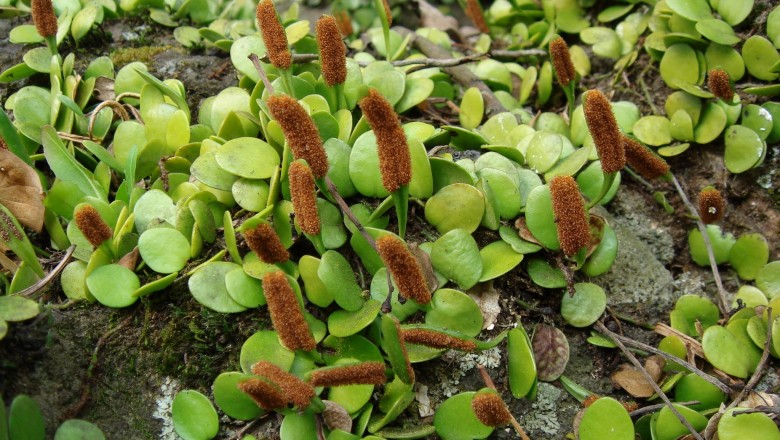 Cây dược liệu cây Quyết ấp đá, Cây ấp đá, Vảy ốc lá nhỏ - Lemmaphyllum microphyllum Prest