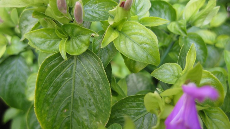 Cây dược liệu cây Cẩm - Peristrophe roxburghiana (Schult.) Bremek. (P. tincloria (Roxb.). Nees)