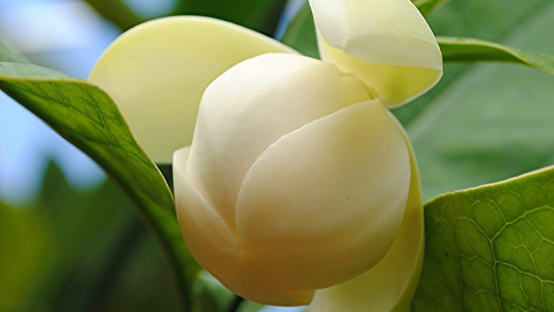 Cây dược liệu cây Dạ hợp, Cây hoa trứng gà - Magnolia coco (Lour.) DC