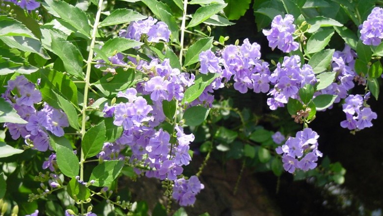 Cây dược liệu cây Dâm xanh, Thanh quan, Chim chích - Duranta repens L., (plumieri jacq.)