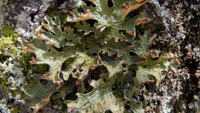 Cây dược liệu cây Địa y phổi, Phế mạc - Lobaria pulmonacea (L), Hoffiu