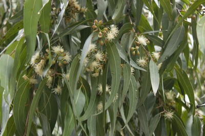 Cây dược liệu cây Bạch đàn chanh, Khuynh diệp sả - Eucalyptus maculata Hool, var, citriodora (Hk, Bailey (E. citriolora Hook)