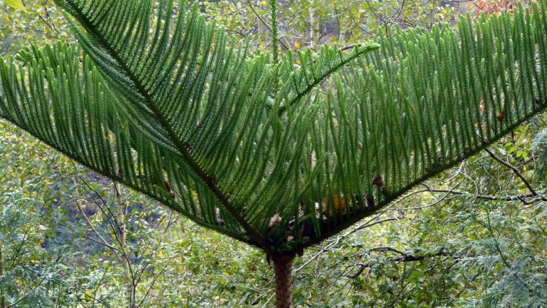 Cây dược liệu cây Vương tùng, Bách tán - Araucaria columnaris (G. Forst.) Hook. (A. cookii R. Br.)