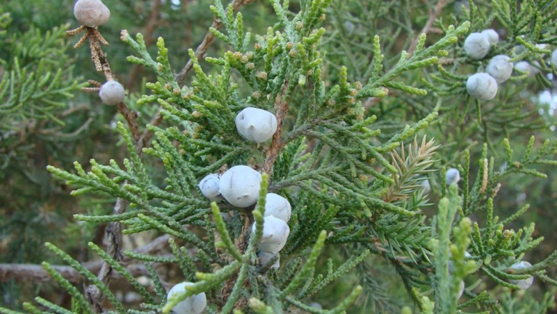 Cây dược liệu cây Tùng xà, Bách xà, Viên bách - Sabina chinensis (L) Antoine (Juniperus chinensis L)