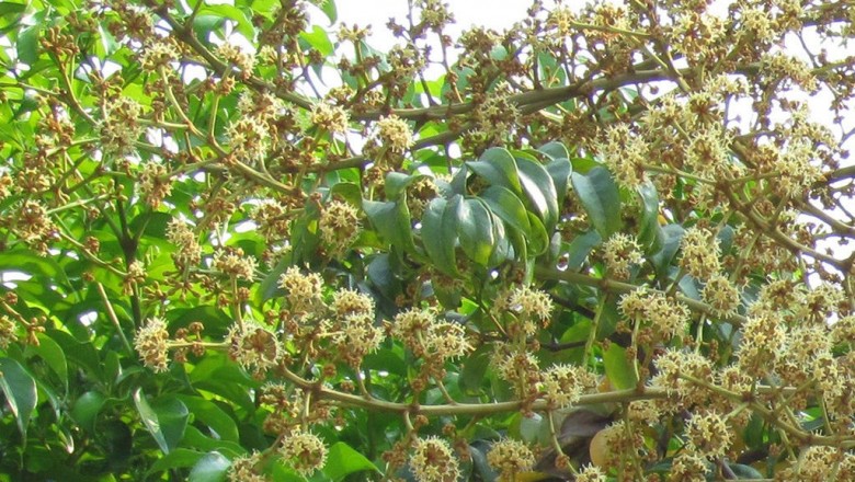 Cây dược liệu cây Tung trắng, Dị sâm thơm, Sâm thơm - Heteropanax fragrans (Roxb ex G. Don) Seem