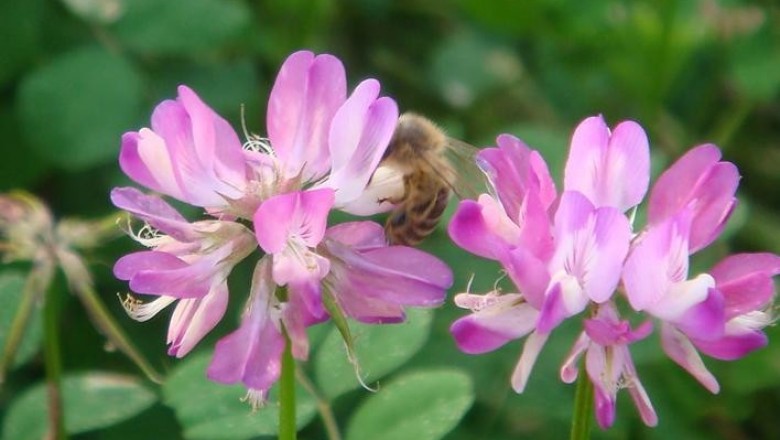 Cây dược liệu cây Tử vân anh - Astragalus sinicus L