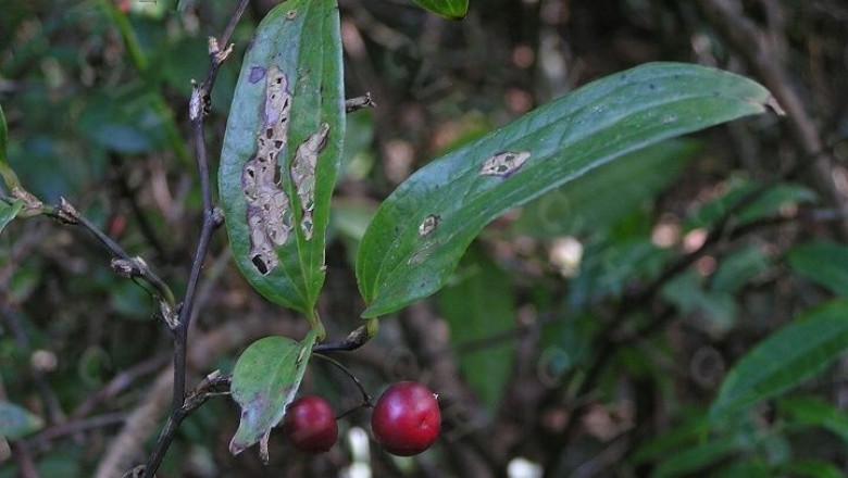 Cây dược liệu cây Ty giải gai, Kim cang hiên ngang - Smilax ferox Wall, ex Kunth