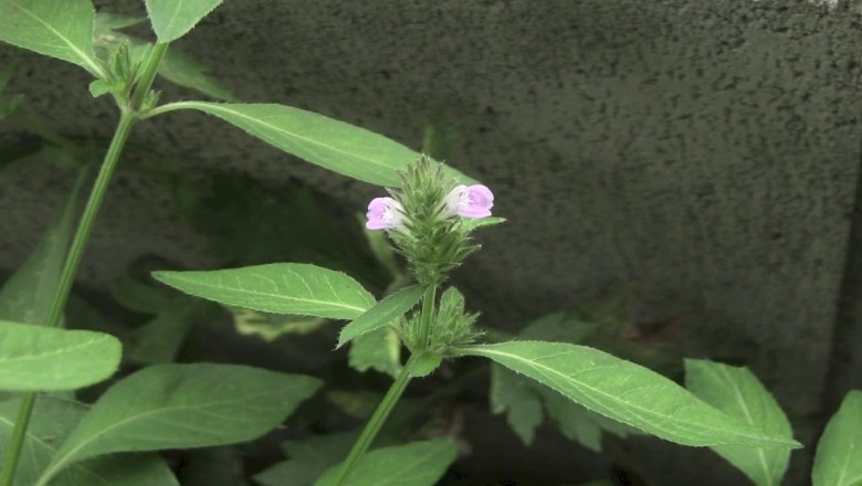Cây dược liệu cây Tước sàng - Justicia procumbens L (Rostellularia procumbens (L) Nees)