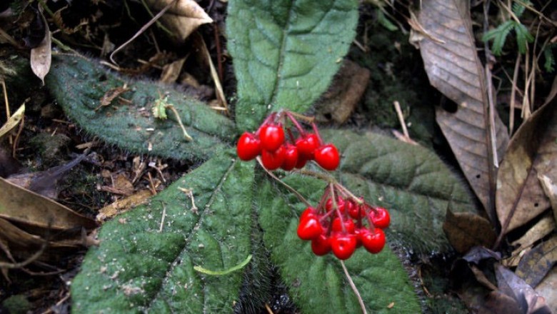 Cây dược liệu cây Tử kim ngưu toà sen, Cơm nguội và Anh thảo - Ardisia primulifolia Gardn et Champ