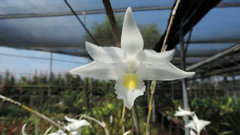 Cây dược liệu cây Tuyết mai, Hoàng thảo củ, Bạch câu- Dendrobium crumenatum Sw