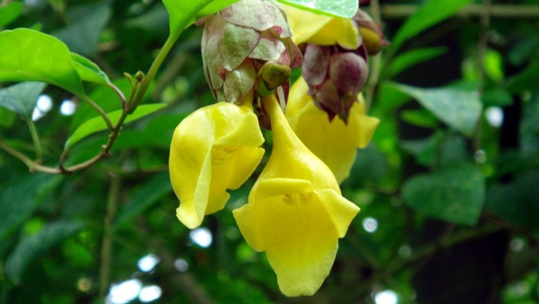 Cây dược liệu cây Tu hú Philippin, Găng tu hú - Gmelina philippinensis Cham