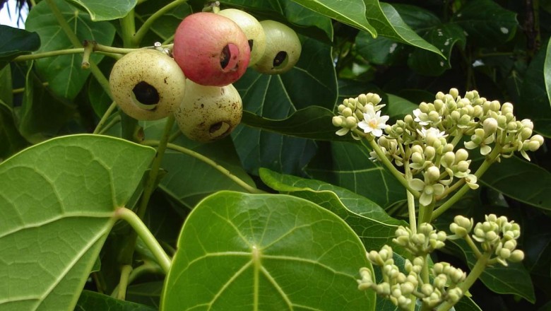 Cây dược liệu cây Tung, Liên diệp đồng - Hernandia nymphaefolia (Presl.) Kubitski (H. ovigera L. H pellata Meisu)