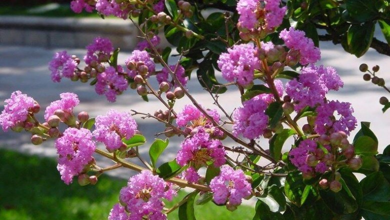 Cây dược liệu cây Tử vi, Bằng lăng sẻ - Lagerstroemia indica L