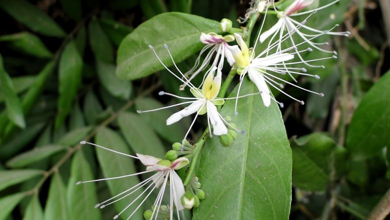 Cây dược liệu cây Bùng chè, Mắm, Cáp gai nhỏ - Capparis micrantha DC