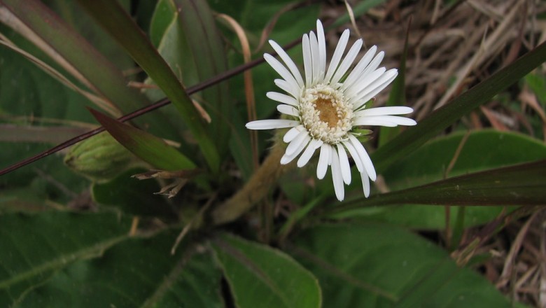Cây dược liệu cây Cúc đồng tiền dại, Cây men rượu - Gerbera piloselloides (L., ) Cass