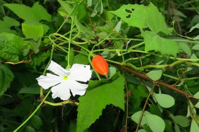 Cây dược liệu cây Cứt quạ, Dây cứt quạ, Quạ quạ, Khổ qua rừng - Gymnopetalum cochinchinense (Lour.) Kurz