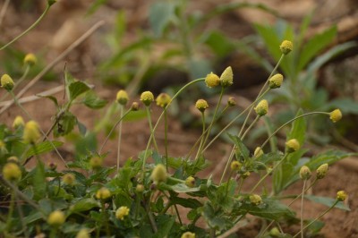 Cây dược liệu cây Cúc áo, Cúc áo hoa vàng, Nụ áo vàng - Spilanthes acmella (L.) Murr