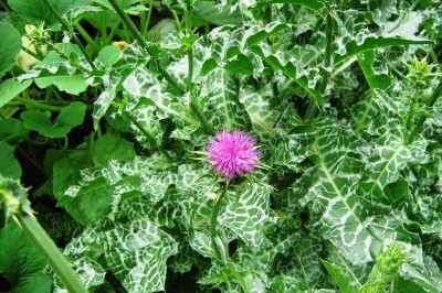 Cây dược liệu cây Cúc gai - Silybum marianum (L.) Gaerth