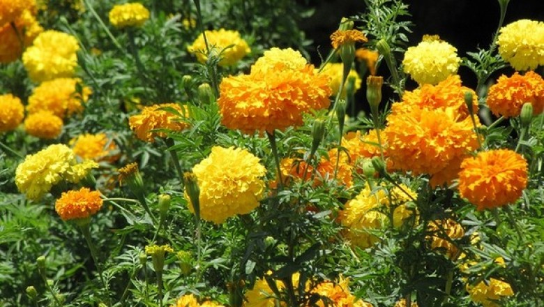 Cây dược liệu cây Cúc vạn thọ - Tagetes erecta L