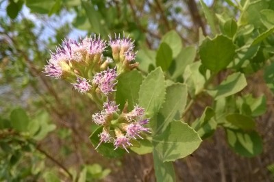 Cây dược liệu cây Cúc tần - Pluchea indica (L.) Less